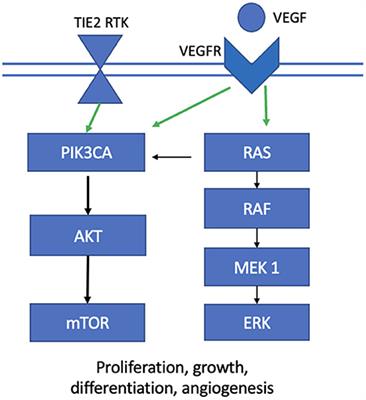 Vascular malformations: An overview of their molecular pathways, detection of mutational profiles and subsequent targets for drug therapy
